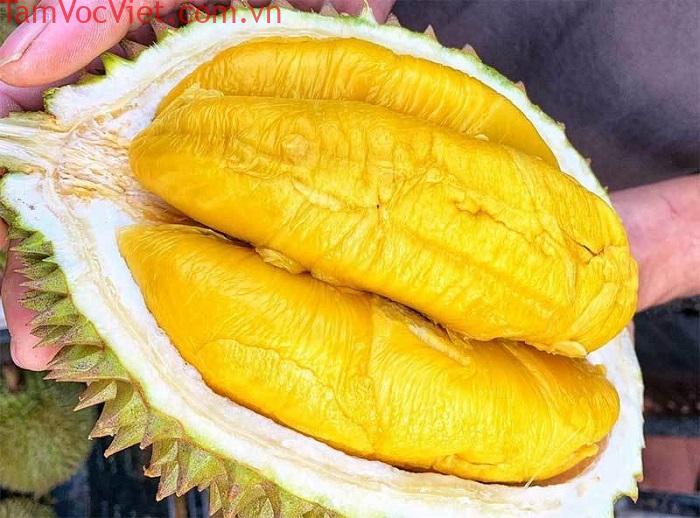 vườn trái cây Gò Chùa Tây Ninh - vườn trái cây Út Phương vườn trái cây Gò Chùa Tây Ninh - vườn trái cây Út Phương