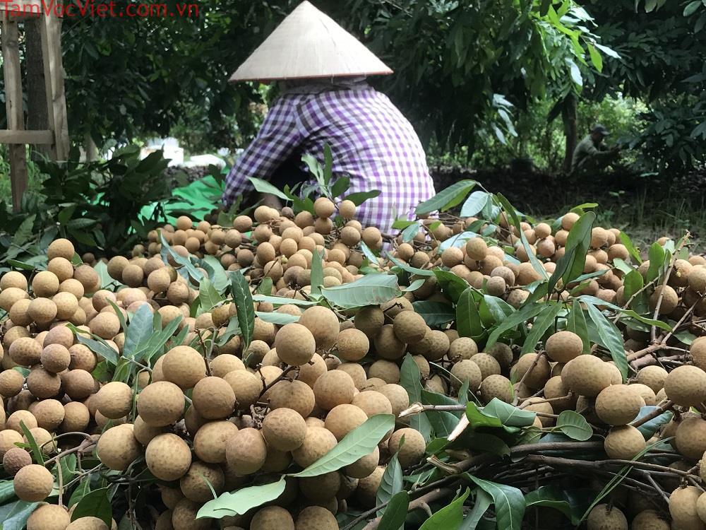 Đã mắt” khám phá thủ phủ nhãn lồng Hưng Yên - Báo và Phát thanh, Truyền hình Hưng Yên
