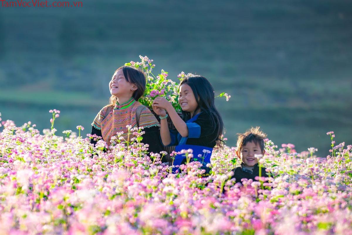 Vẻ đẹp hút hồn của hoa tam giác mạch tại Hà Giang