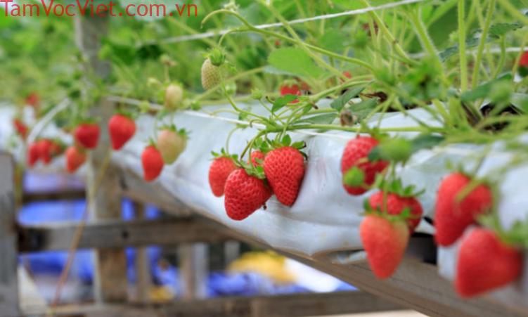 Khám phá trang trại dâu tây Biofresh nổi tiếng bậc nhất Đà Lạt - Báo và phát thanh, truyền hình Tây Ninh