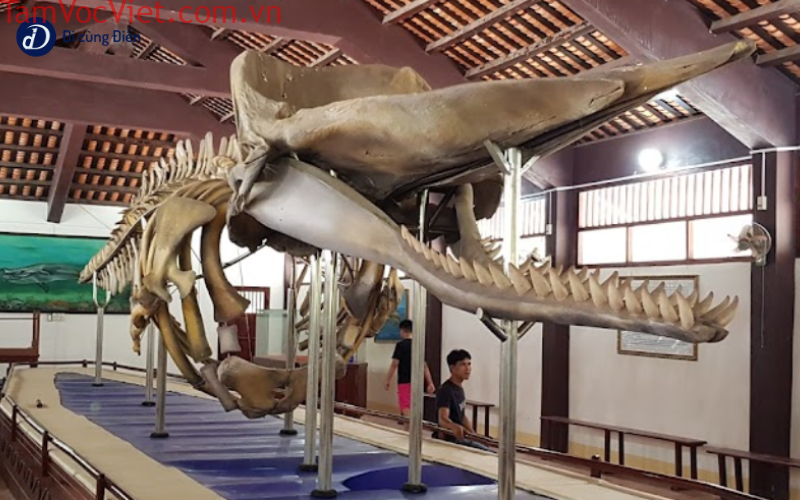 Hài cốt của cá ông tại đền thờ cá Ông Vạn Thạnh