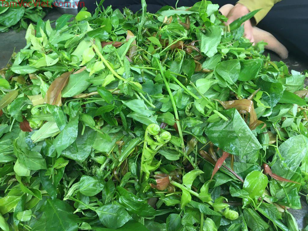 Rau Rừng & Lá Rừng Cù Lao Chàm: "Vị Thuốc Nam" Giữa Lòng Biển Đảo