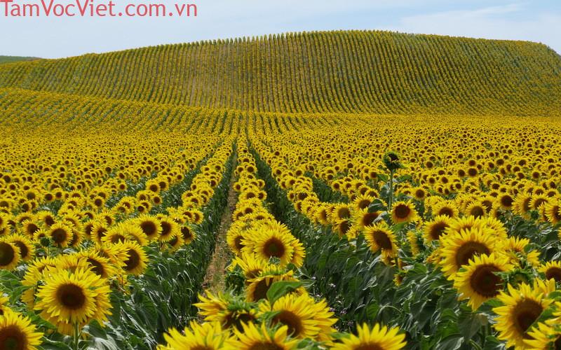 Cánh đồng hoa hướng dương Nghệ An - đẹp như tranh Van Gogh