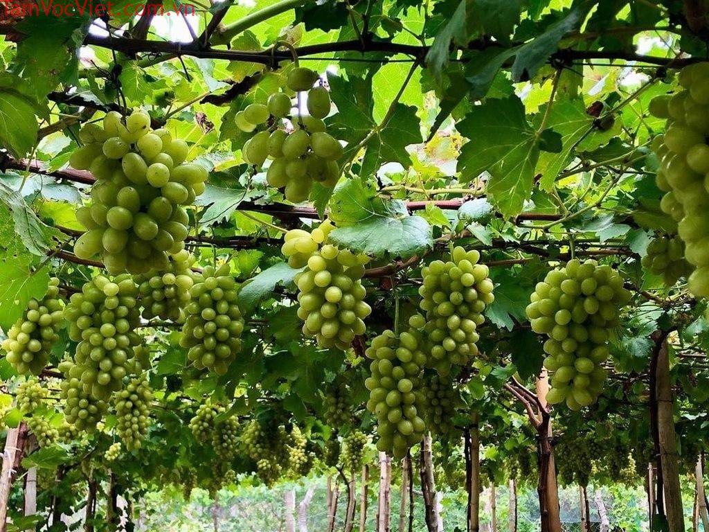 Tour Nha Trang, Ninh Thuận 1 Ngày: Hang Rái, Đồng Cừu, Vườn Nho