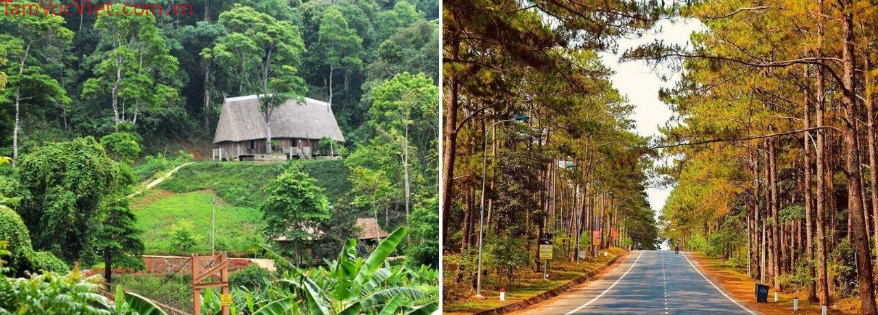 Rừng thông Măng Đen, hình ảnh Đà Lạt thu nhỏ trong lòng Kon Tum