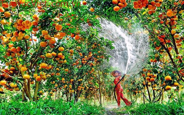 Khám phá vẻ đẹp của khu du lịch Cồn Ốc - Nơi có vườn cây ăn trái trĩu quả