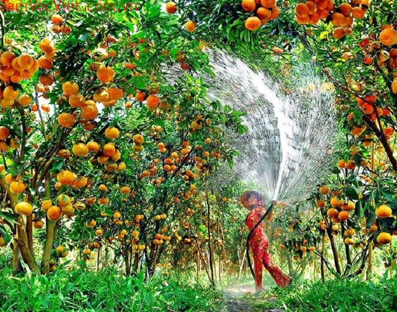 Vườn trái cây Lái Thiêu - điểm tham quan nức tiếng Bình Dương