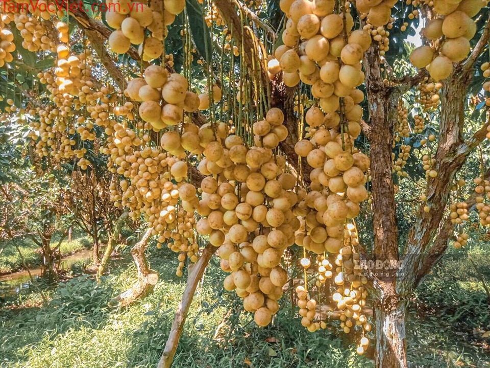 Cần Thơ: Dâu Hạ Châu rụng đầy vườn chờ nơi tiêu thụ