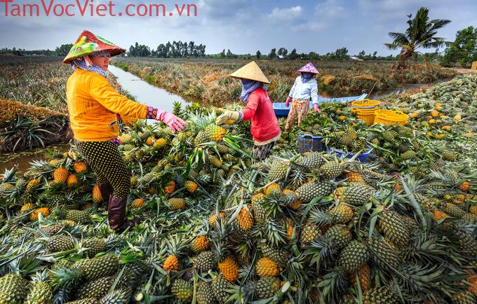 Ghé thăm làng khóm Cầu Đúc trăm năm ở Hậu Giang - iVIVU.com