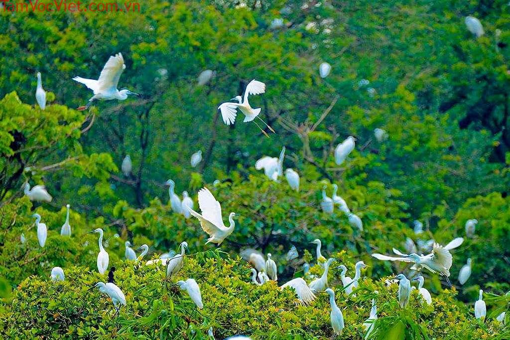 Tham quan vườn cò Bằng Lăng tại miền Tây Cần Thơ