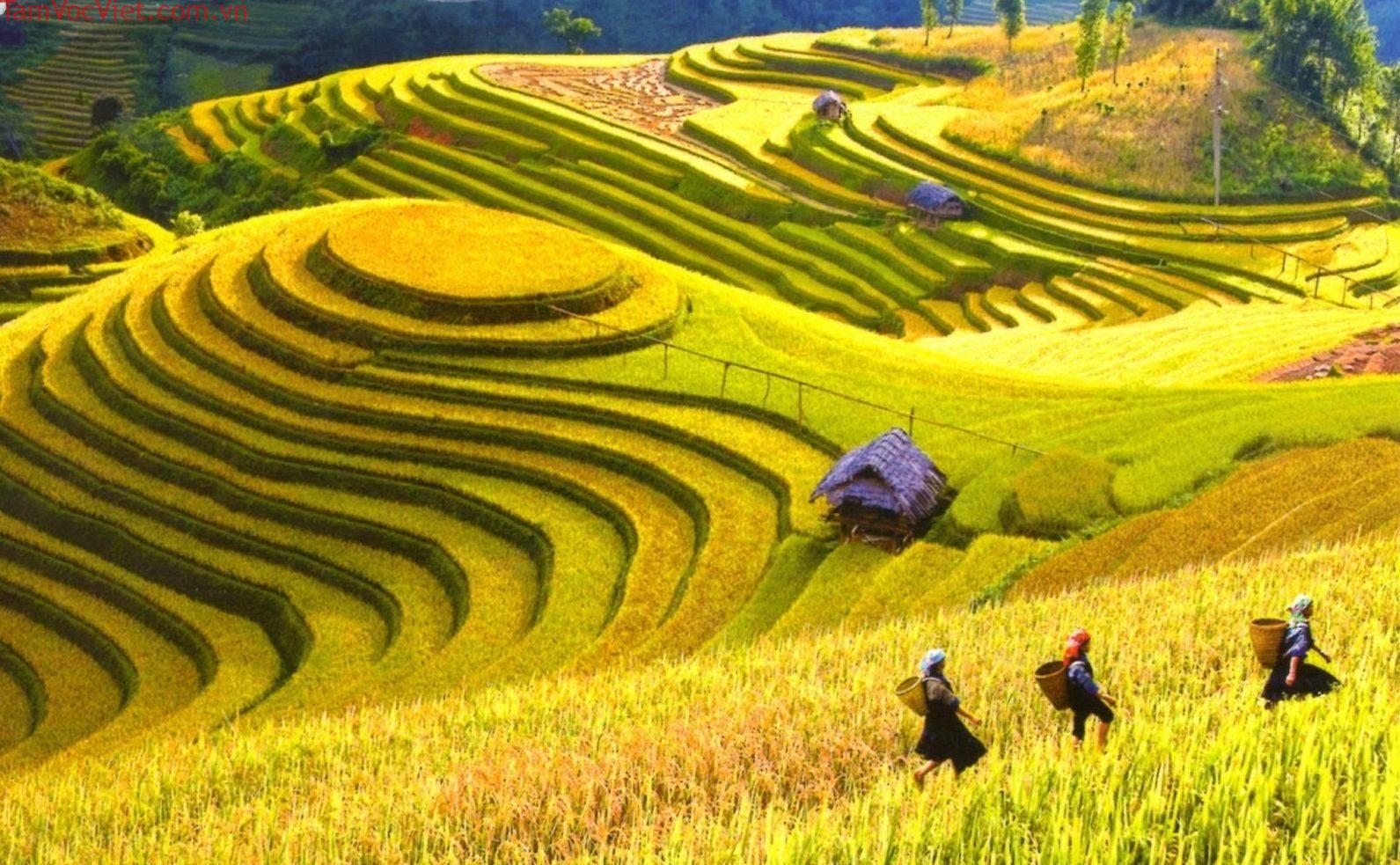 Cánh đồng Mường Than, Lai Châu