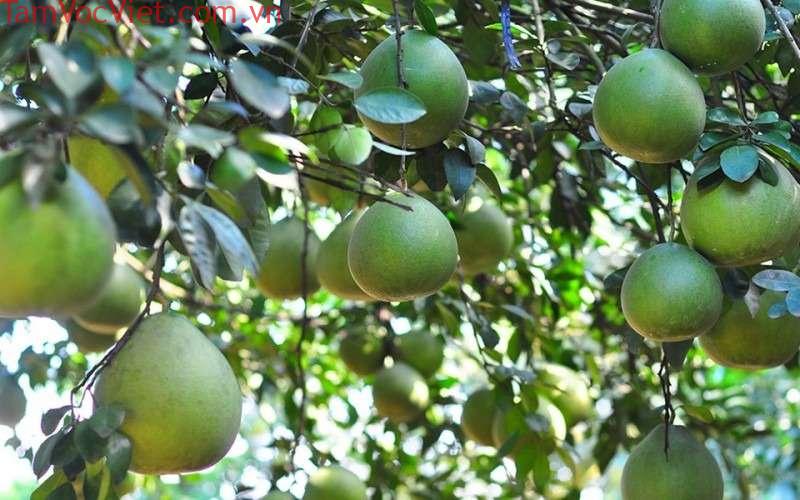 Làng bưởi Năm Huệ Tân Triều - Đặc sản nức tiếng của Đồng Nai