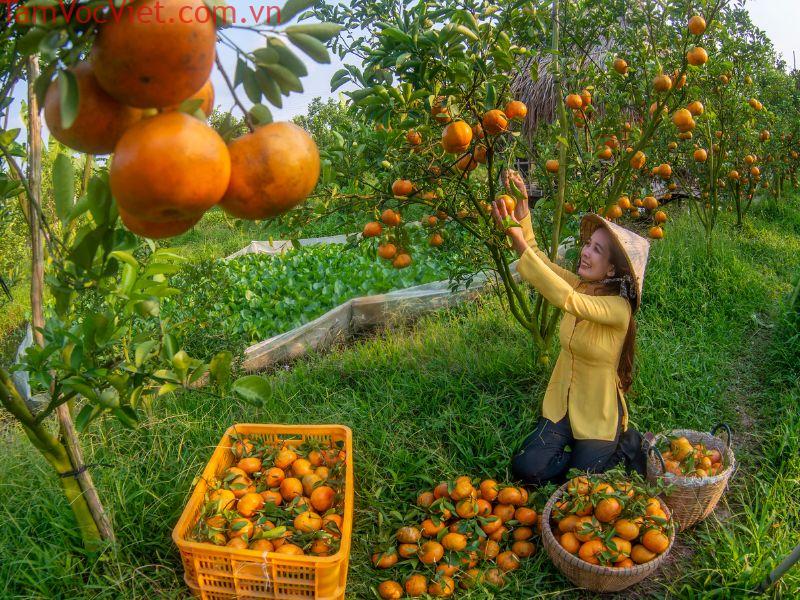 Vườn quýt hồng Lai Vung: Khám phá hương vị ngọt ngào ngay tại chỗ
