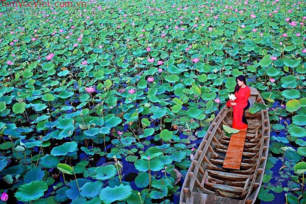 Khu du lịch Đồng sen Tháp Mười - Bát ngát cảnh sắc miền quê