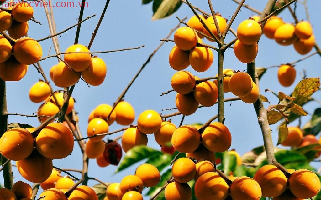 Đặc sản hồng không hạt Bảo Lâm tỉnh Lạng Sơn