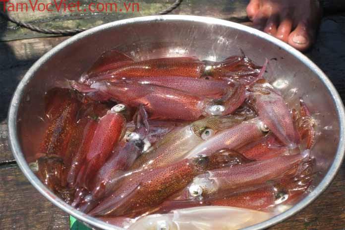 Mực nhảy Cửa Lò đặc sản biển không thể bỏ qua ở nơi đây