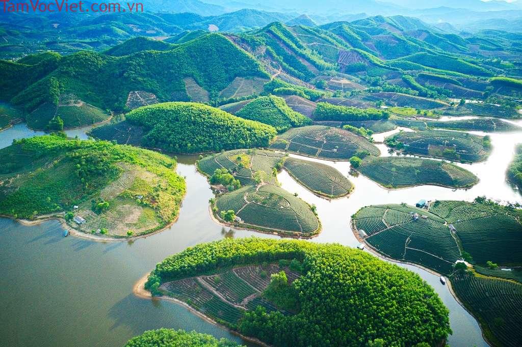 Đảo chè Thanh Chương - Ốc đảo tươi xanh bình yên nơi xứ Nghệ