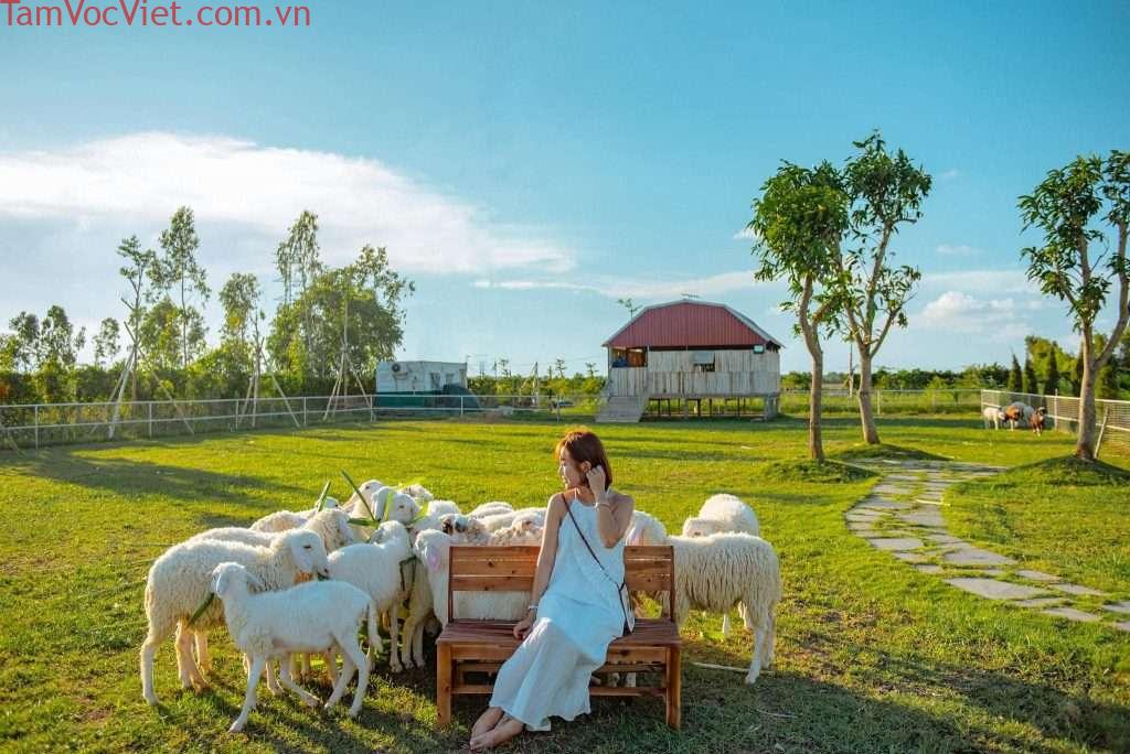 Du lịch trại cừu Yên Thành: Trời Âu giữa lòng Nghệ An