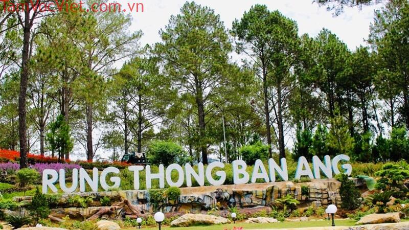 Trải nghiệm du lịch rừng thông Bản Áng chi tiết nhất