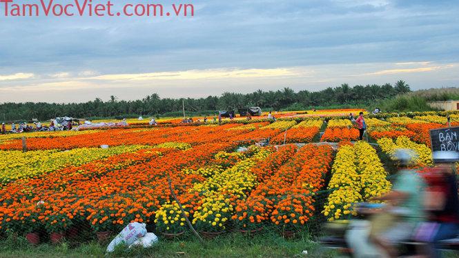 Bến Tre: Tập trung phát triển vùng cây giống, hoa cảnh Chợ Lách mang tầm quốc gia