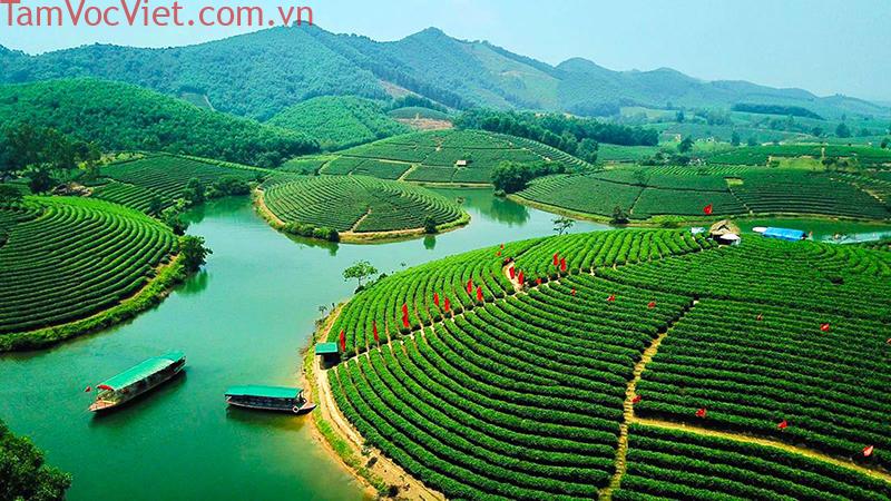 Khám phá Đảo Chè Thanh Chương - Ốc đảo chè xanh nơi xứ Nghệ