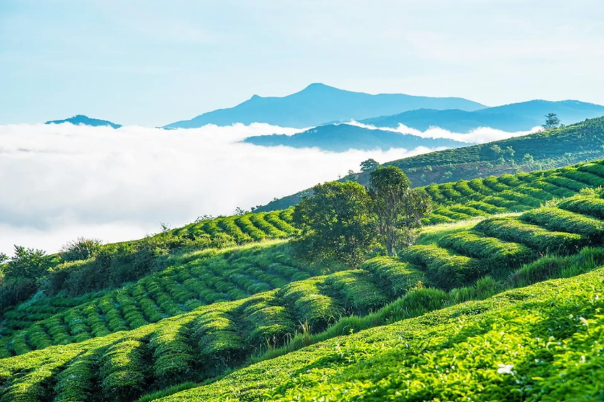 Kinh nghiệm du lịch đồi chè Cầu Đất: Cách đi, thời điểm đẹp