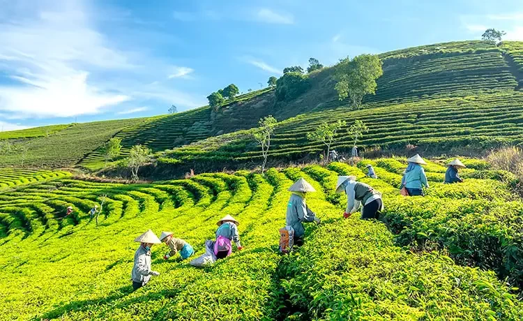 Tour tham quan Đồi chè Cầu Đất Đà Lạt trong ngày ®Hitour
