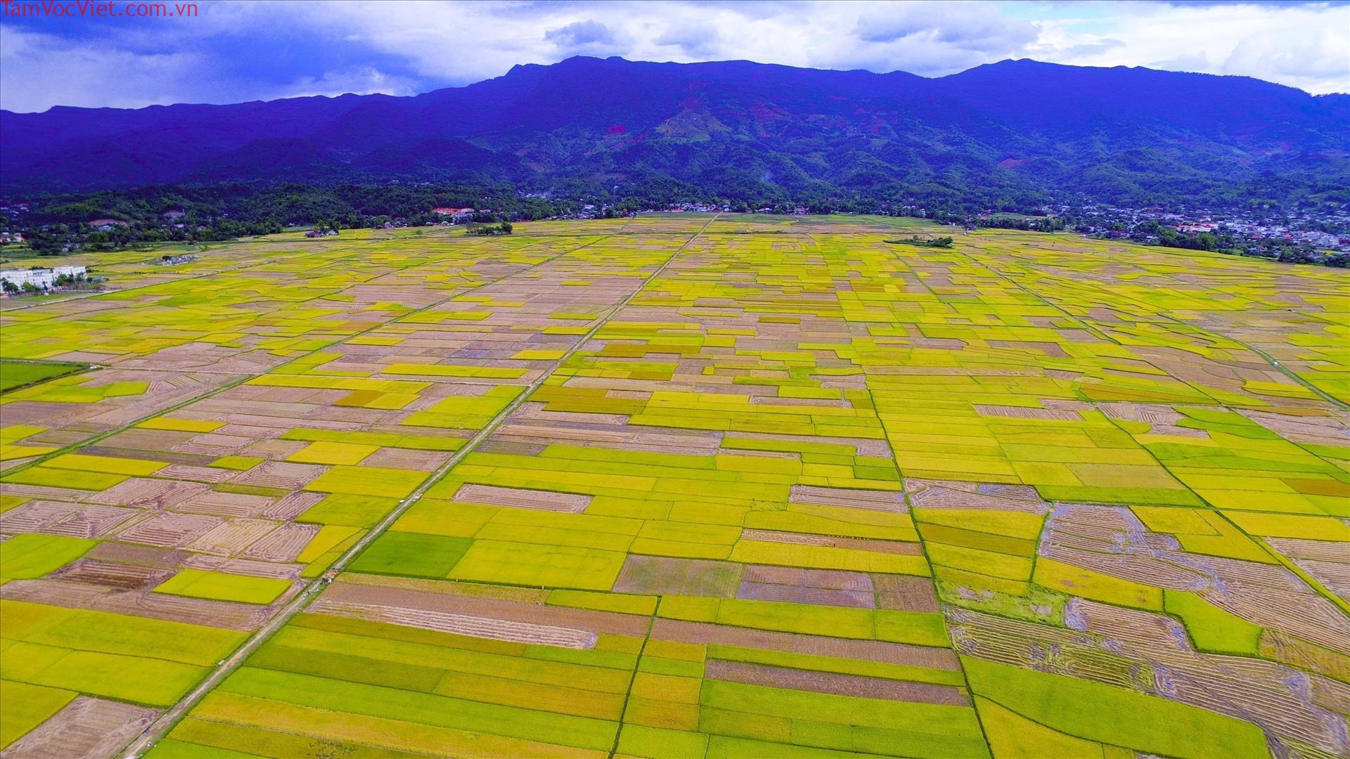 Khám phá vẻ đẹp cánh đồng Mường Thanh, Điện Biên đẹp nhất Tây Bắc