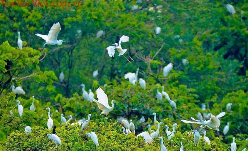 Sân chim Vàm Hồ - Chiêm ngưỡng vẻ đẹp thiên nhiên vô cùng kỳ thú