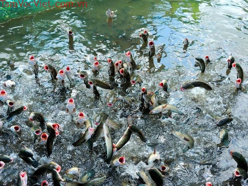 Tour Du lịch Cồn Sơn Cần Thơ - Điểm Du lịch Cộng đồng Hấp dẫn 2026