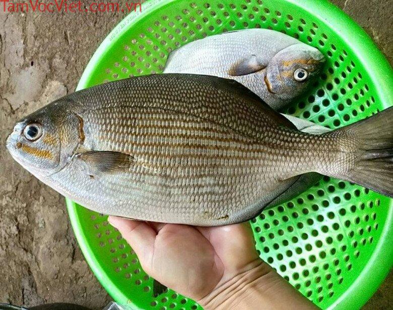 Đảo Lý Sơn có loài cá "thoắt ẩn thoắt hiện” mang cái tên nghe rợn tóc gáy  cực khó săn, có tiền chưa chắc mua được