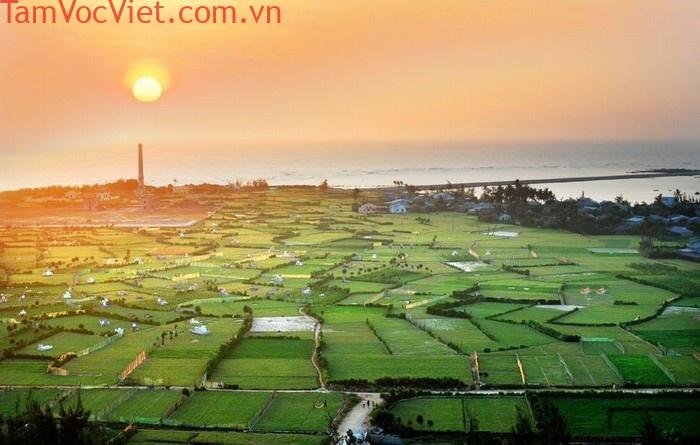 Cánh đồng tỏi Lý Sơn – Bản tình ca của đảo ngọc - OLVIS