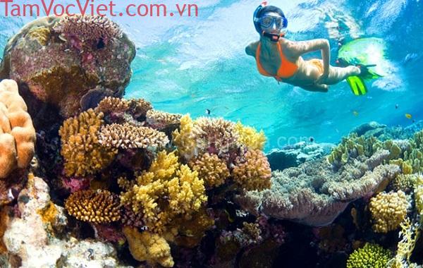 Tour Lặn Ngắm San Hô - Khám Phá Quần Đảo Nam Du