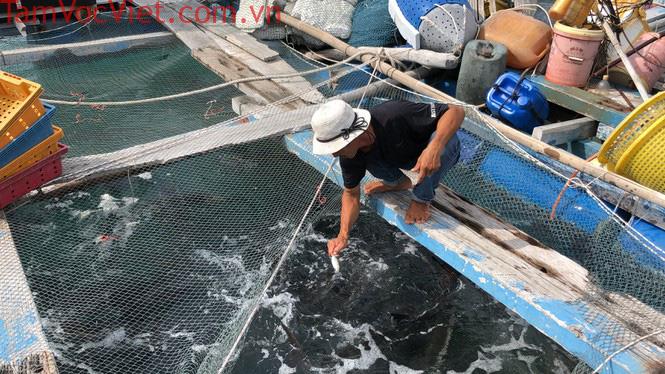 Nuôi cá lồng bè ở Nam Du, thu hàng trăm triệu mỗi năm