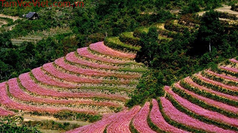 Khám Phá Mùa Hoa Tam Giác Mạch Hà Giang – Sắc Hồng Mơ Mộng - Ecotour