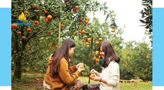 Vườn trái cây miền Tây