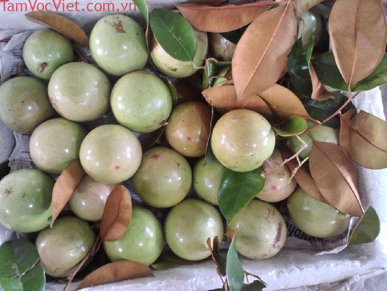 Cây Vú Sữa Lò Rèn Vĩnh Kim giống | Hoa Kiểng Phúc Lộc