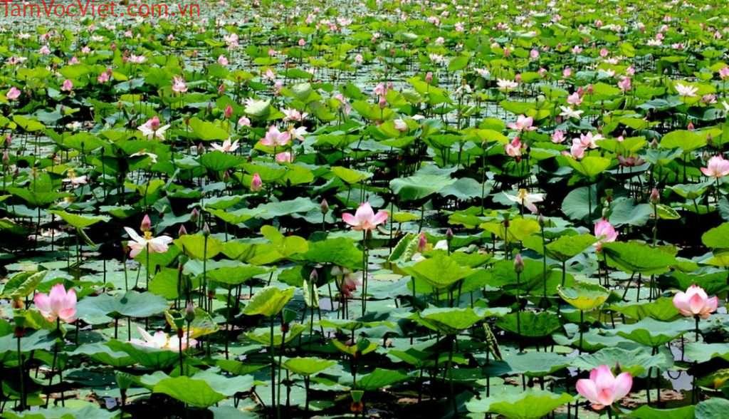 Về Đồng Tháp, ngắm đồng sen Tháp Mười bát ngát bình yên