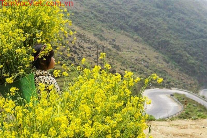 Vẻ đẹp mùa hoa cải vàng Hà Giang