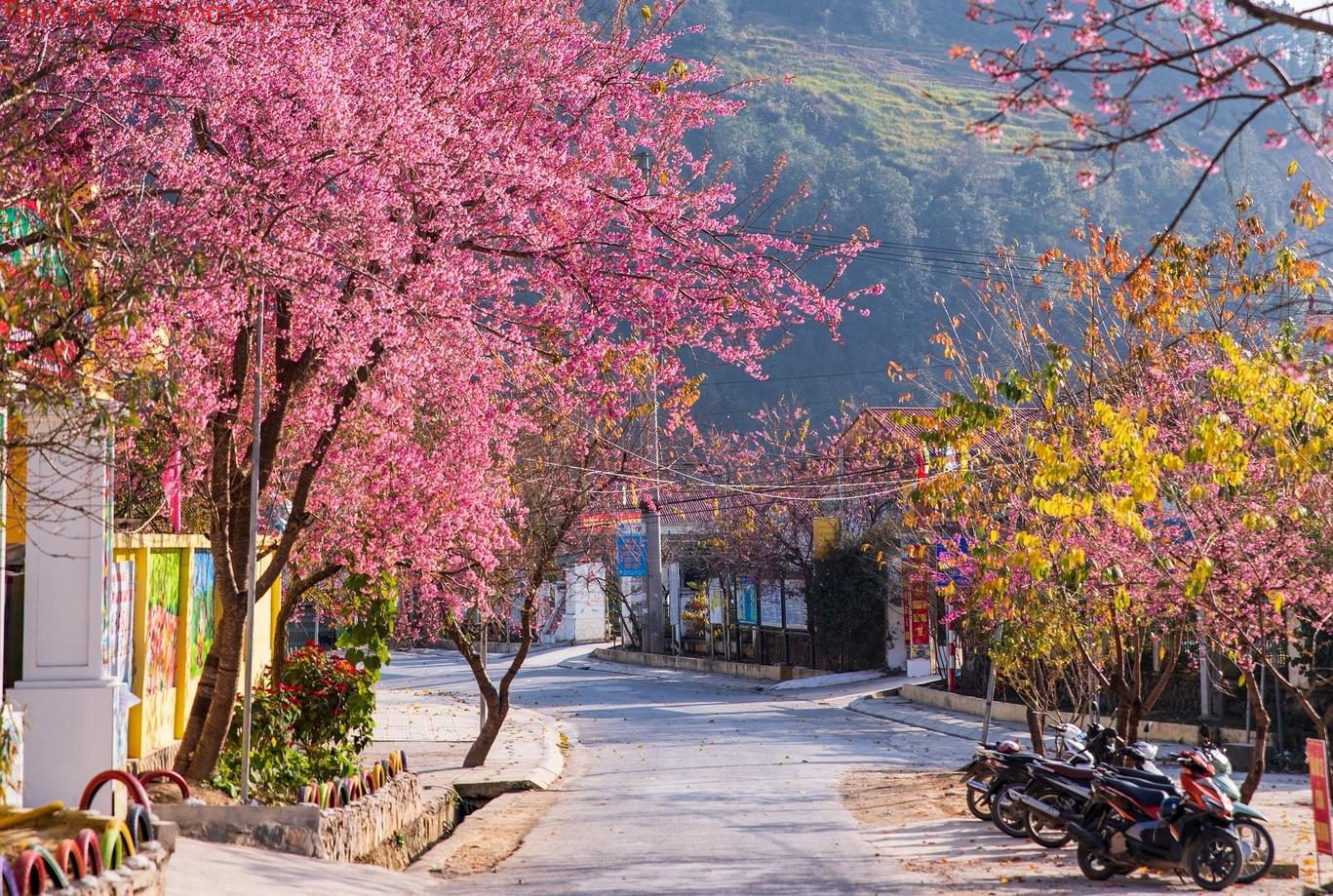 Mùa hoa mai anh đào ở Hà Giang tháng 12/2025 – Sắc hồng dịu dàng giữa HMONG  VILLAGE RESORT - KHU NGHỈ DƯỠNG ĐẸP NHẤT HÀ GIANG, Trang web chính thức