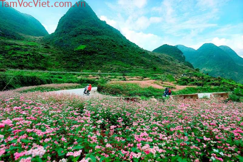 Hoa tam giác mạch: Khám phá vẻ đẹp của loài hoa biểu tượng ở Hà Giang