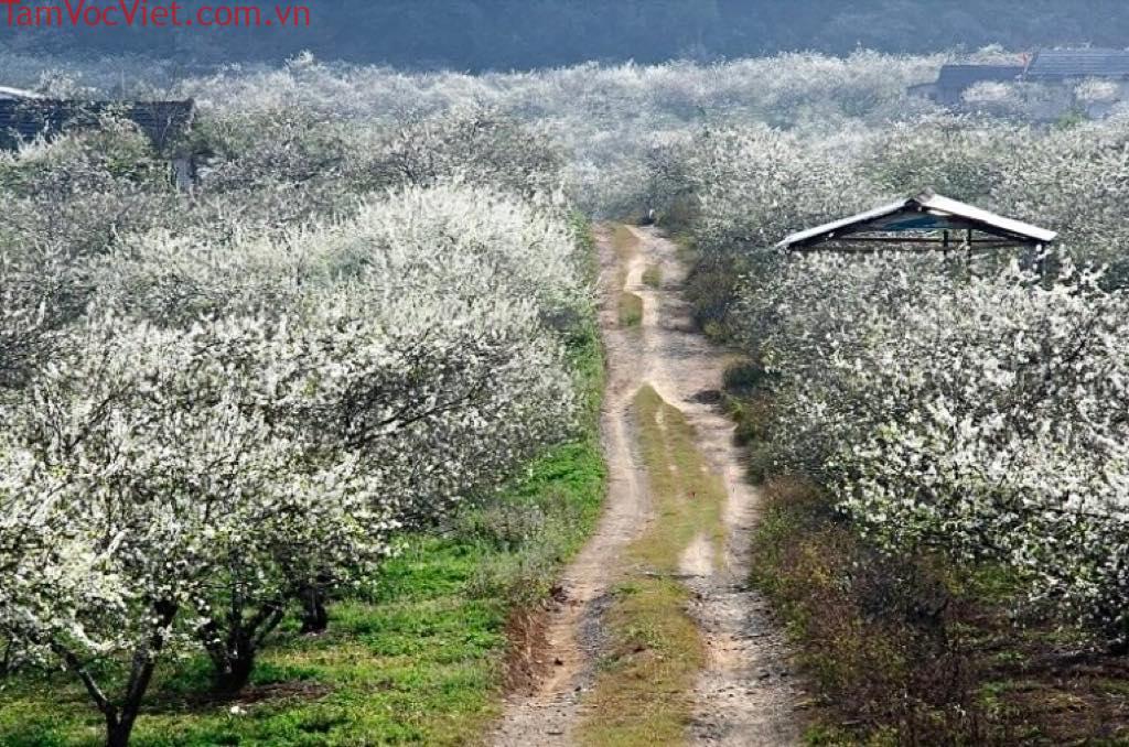 Cao nguyên Bắc Hà vào mùa hoa mận trắng tinh khôi