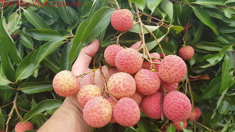 Ăn thử vải thiều Thanh Hà đặc sản nức tiếng Hải Dương mua tại Bách hóa XANH