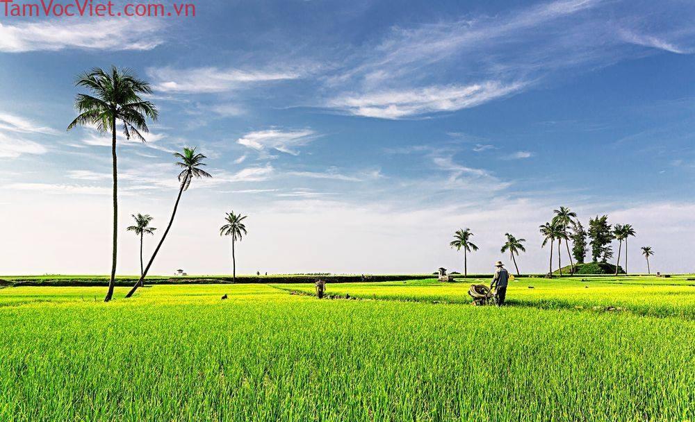 Cánh Đồng Tỏi Lý Sơn - Vẻ Đẹp Độc Nhất Giữa Biển Cả & Niềm Tự Hào Đảo Ngọc