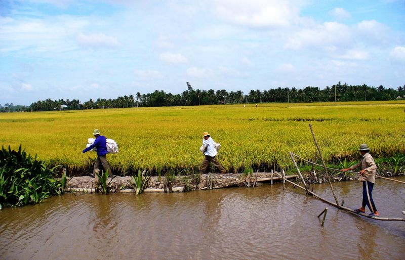 Vườn trái cây trù phú miền Tây