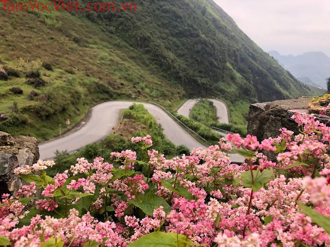 Điểm danh 8 điểm ngắm hoa tam giác mạch đẹp thuần khiết ở Hà Giang -  iVIVU.com