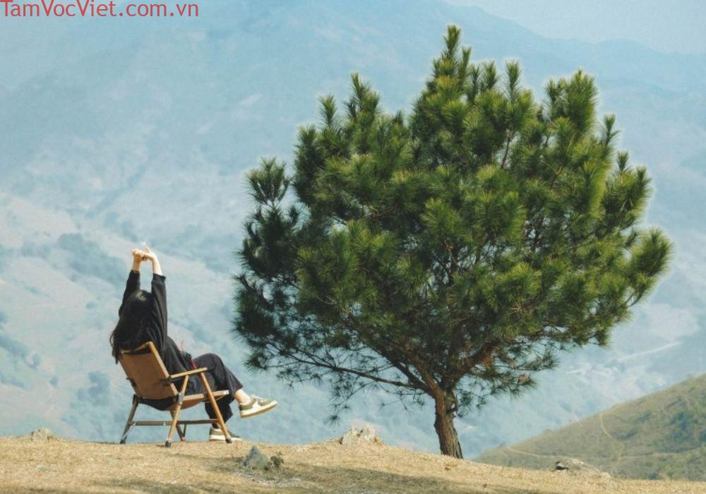 Cây Cô Đơn Tà Xùa – Check-In Ngay Để Săn Mây Đỉnh Cao | Xanh SM