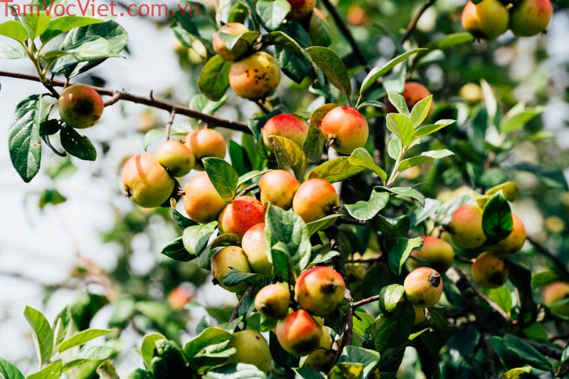 Du Lịch Sơn La Thưởng Thức Mùa Táo Mèo Đặc Sản Tây Bắc - Du lịch Đà Lạt
