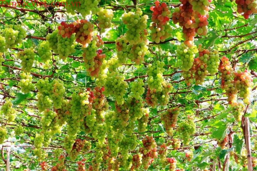 Vườn nho Thái An – Vườn nho nổi tiếng ở Ninh Thuận có gì đặc sắc? – VinWonders