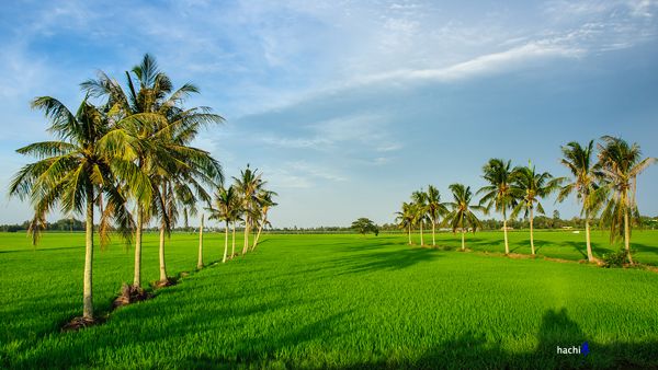 Cánh đồng lúa bát ngát miền Tây